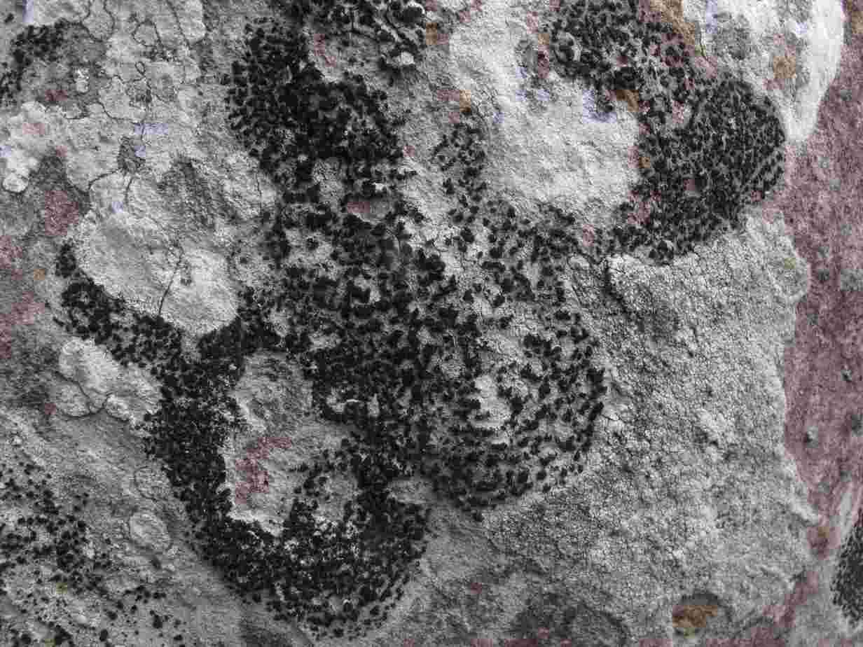 [Alyxoria subelevata]